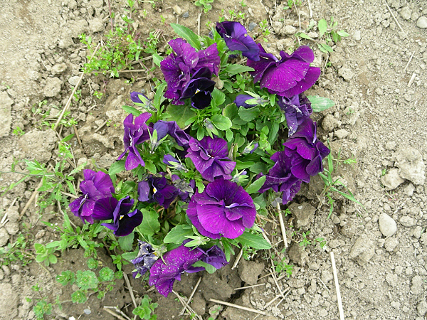 pansy in flower